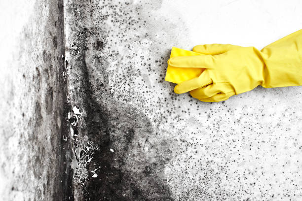Best Same-Day Mold Removal  in Barberton, OH