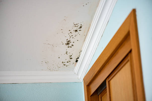 Best Commercial Mold Removal  in Barberton, OH