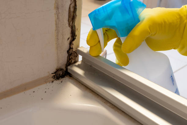 Best Toxic Mold Removal  in Barberton, OH