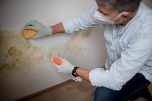 Best Mold Damage Repair  in Barberton, OH