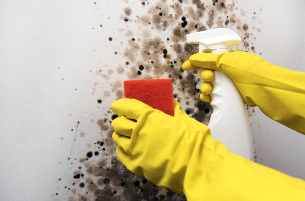 Best Attic Mold Removal  in Barberton, OH