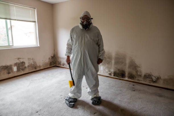 Best Mold Remediation Services  in Barberton, OH