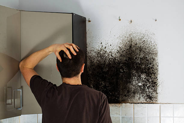 Best Professional Mold Removal  in Barberton, OH