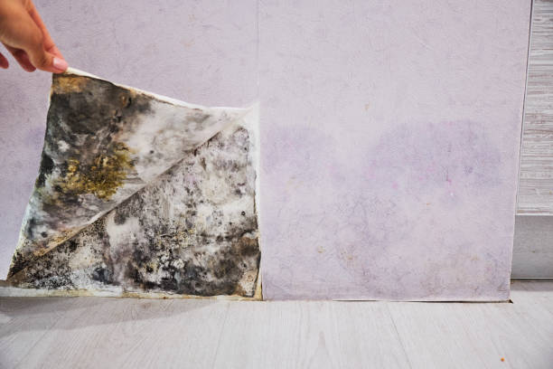 Best Fast Mold Removal  in Barberton, OH
